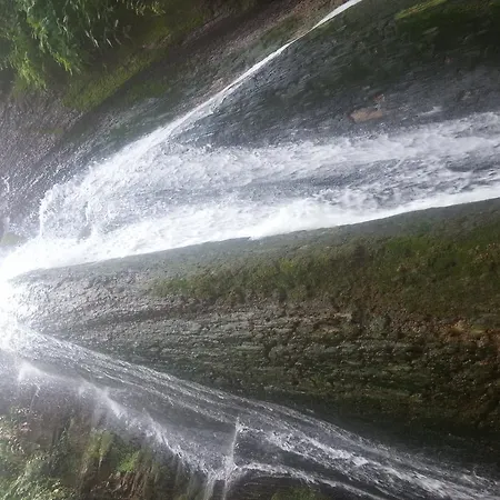 4- Family ميتامورفوسي